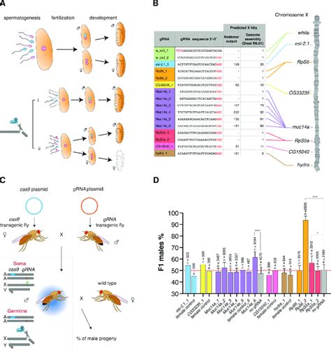 drosophila sex ratio